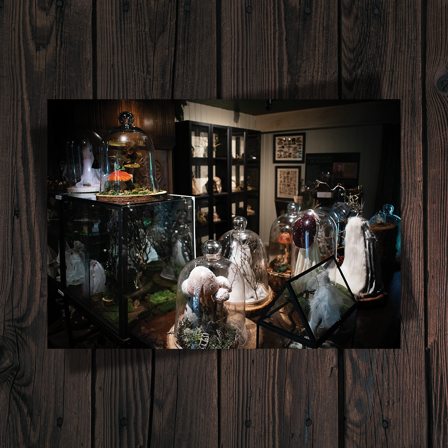 Natural History [A4 Print]