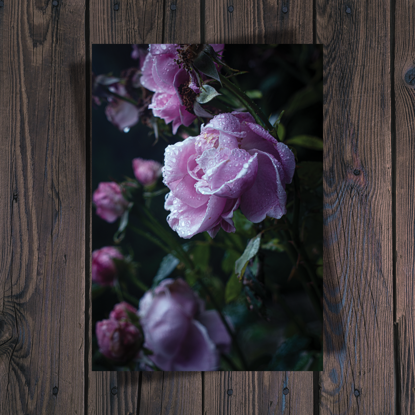 Summer's End [A4 Print]